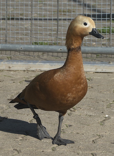 上场都如同