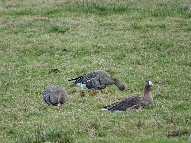 另一些则开 另一些则开